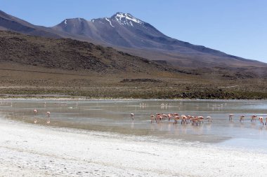 And dağlarında güzel flamingoların fotoğrafı.