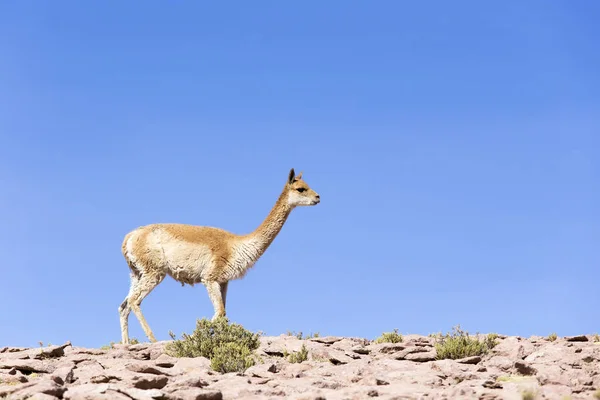 Um guanaco solitário andando sobre as rochas — Fotografia de Stock