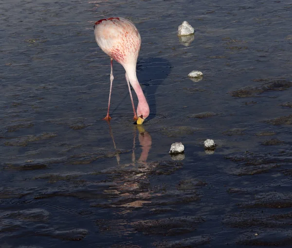 Ein Foto des schönen Flamingos in Anden — Stockfoto