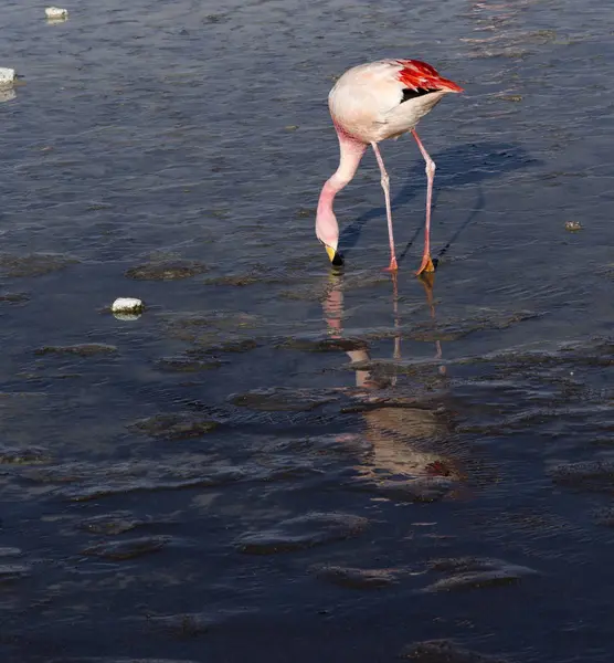 Ett foto av vacker flamingo i andes — Stockfoto