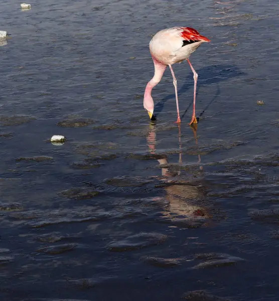 And dağlarında güzel bir flamingo fotoğrafı.