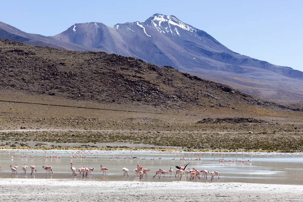 Een foto van prachtige flamingo 's in andes — Stockfoto