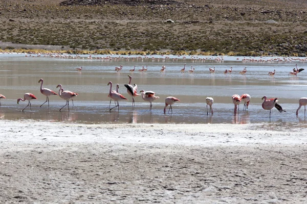 Ett foto av vackra flamingos i andes — Stockfoto