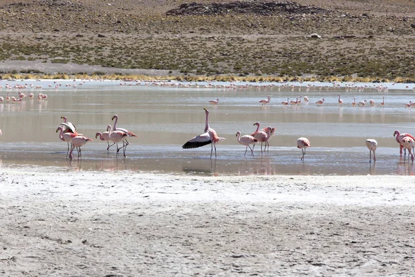 Ett foto av vackra flamingos i andes — Stockfoto