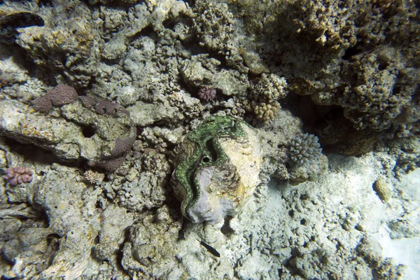산호초의 보기 — 스톡 사진