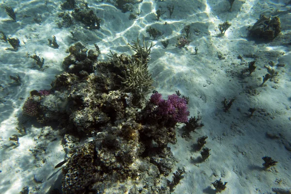 Veduta della barriera corallina — Foto Stock