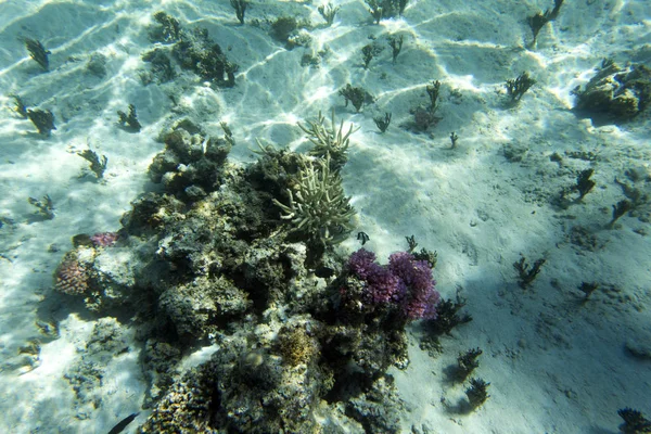 View of coral reef — Stock Photo, Image