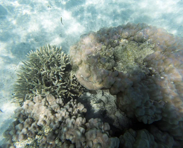 View of coral reef — Stock Photo, Image