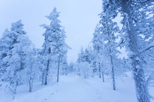 Un paisaje invernal lleno de nieve —  Fotos de Stock