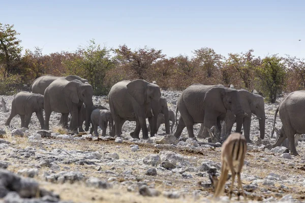 Une vue du troupeau d'éléphants — Photo