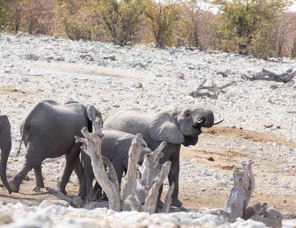 Une vue du troupeau d'éléphants — Photo