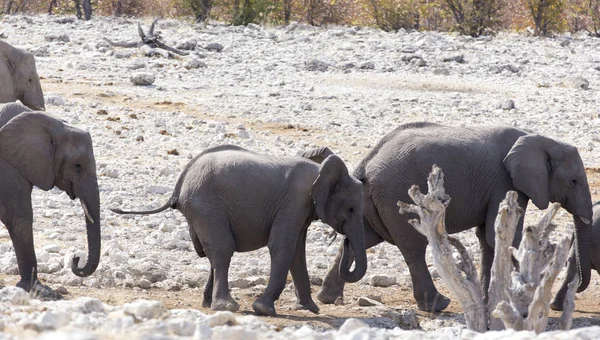 Fil sürüsü manzarası — Stok fotoğraf