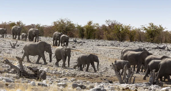 Une vue du troupeau d'éléphants — Photo