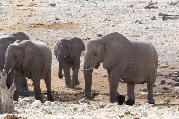 Una vista de la manada de elefantes — Foto de Stock