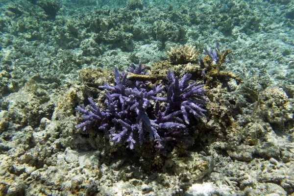 Akropora korall utsikt över havet — Stockfoto