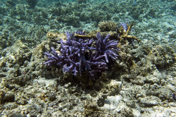 Widok na koralowce akropora w morzu — Zdjęcie stockowe