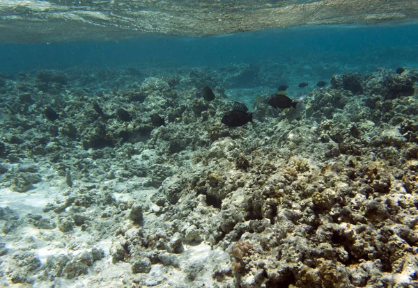 Pesci e coralli — Foto Stock