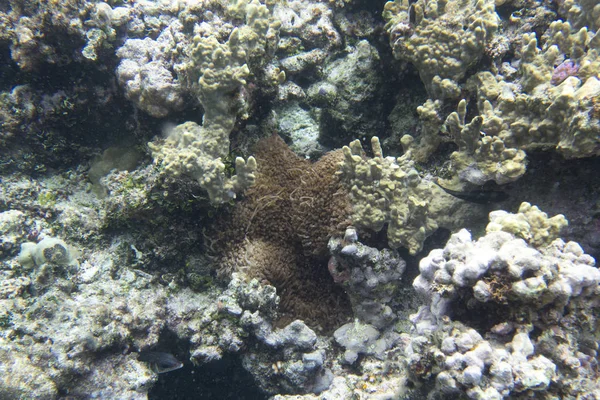 Προβολή των όμορφων κοραλλιών — Φωτογραφία Αρχείου