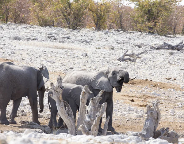 Une vue du troupeau d'éléphants — Photo