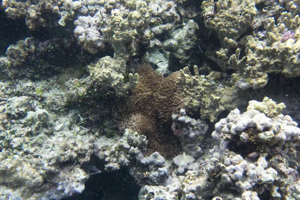 Вид на красивые кораллы — стоковое фото