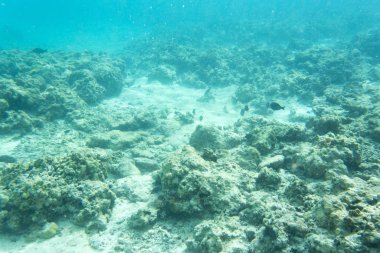 Güzel göl manzarası