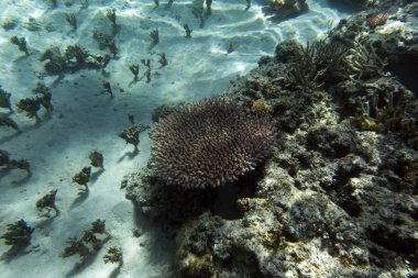 Güzel göl manzarası