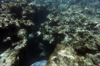 Denizde yüzen bir yarasa balığı. 