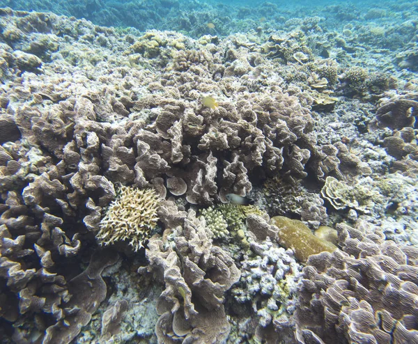 Κοραλλιογενής ύφαλος με πολλά ζώα στα νησιά Togian — Φωτογραφία Αρχείου