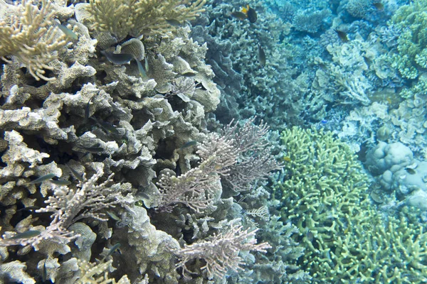 Коралловый риф со многими животными на Тогийских островах — стоковое фото