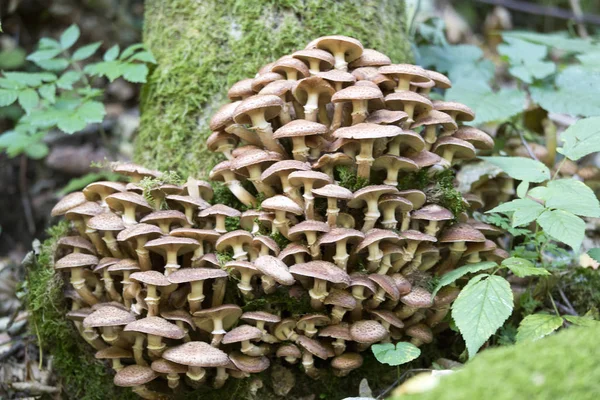 Una foto de hongos en el bosque — Foto de Stock