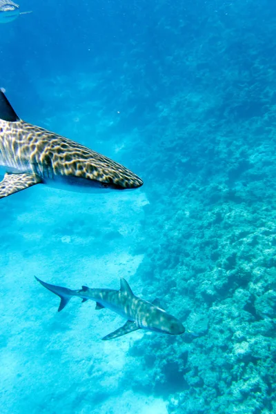Bir çift gri köpekbalığı kameraya doğru ilerliyor. — Stok fotoğraf