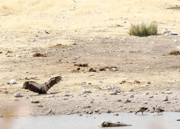 A white-backed vulture in the desert — 스톡 사진