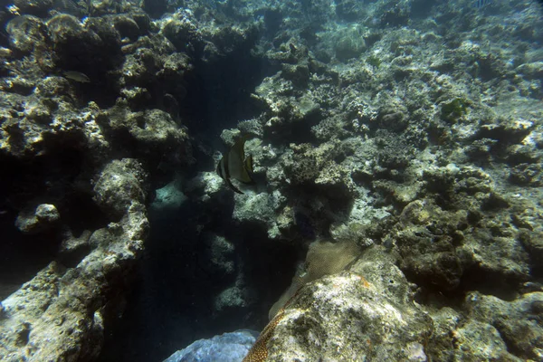 Un poisson chauve-souris nageant dans la mer — Photo