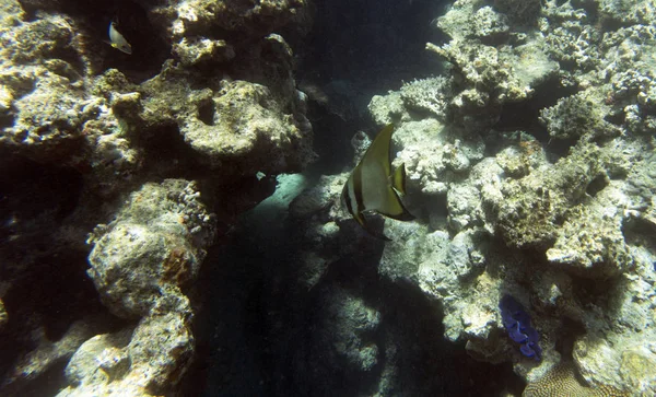 Un pez murciélago nadando en el mar — Foto de Stock