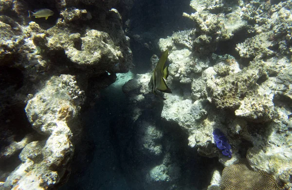 Un poisson chauve-souris nageant dans la mer — Photo