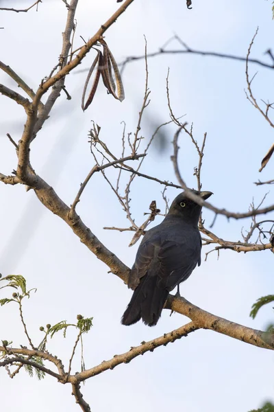 Strepera Fuliginosa, een kraai als een vogel — Stockfoto