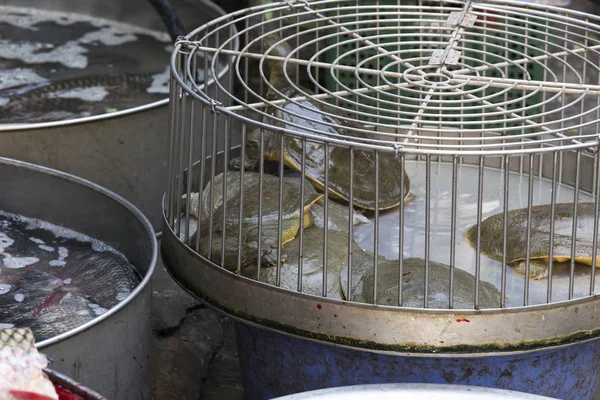 Leckere Schildkröten auf dem Markt in Hanoi — Stockfoto