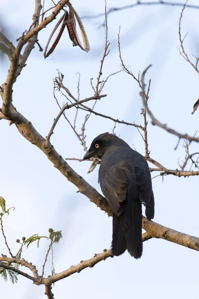 Strepera Fuliginosa, um corvo como pássaro — Fotografia de Stock