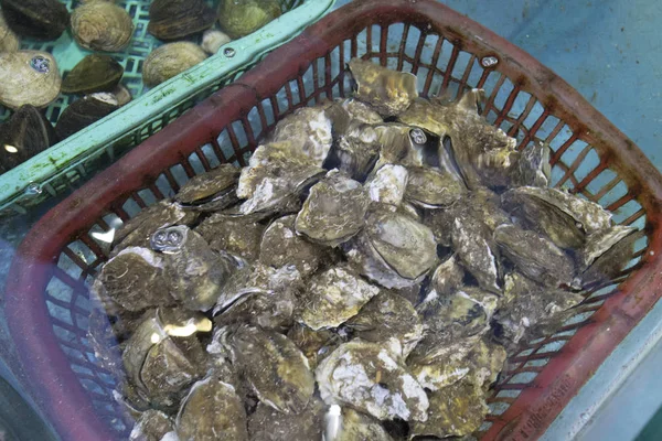 Fresh oysters in water sold at market — Stock Photo, Image