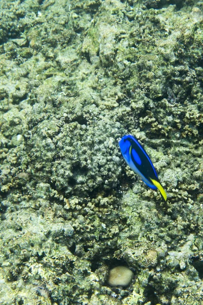Blauwe surgeonfish zwemmen op de Seychellen — Stockfoto