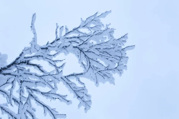 Detail zamrzlého stromu v Laponsku — Stock fotografie