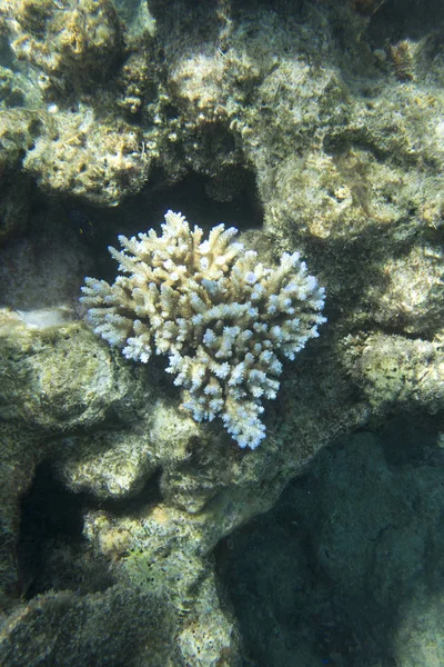 An acropora coral in New Caledonia — 스톡 사진
