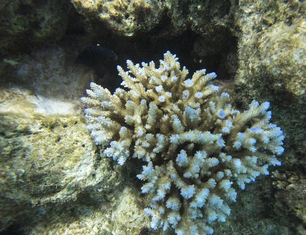 新喀里多尼亚的acropora珊瑚 — 图库照片