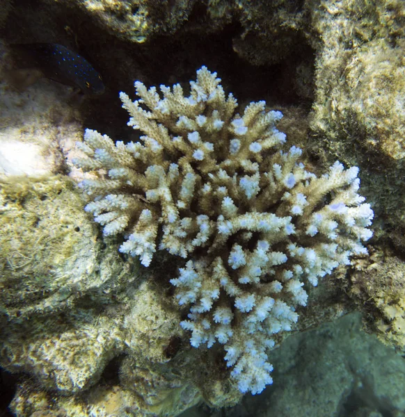 Um coral acropora na Nova Caledônia — Fotografia de Stock