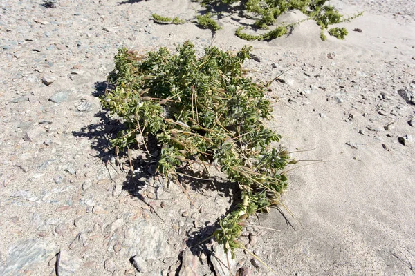 Några små växter i öknen — Stockfoto