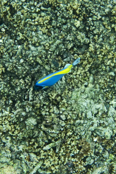 Tang niebieski ryb — Zdjęcie stockowe