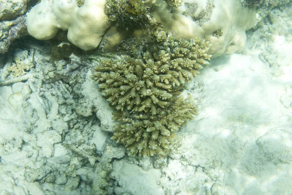 Acropora coral in the sea — 스톡 사진
