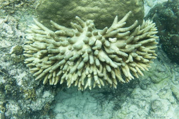 Akropora korall i havet — Stockfoto