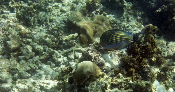 Acanthurus lineatus ryby jedzą glony — Zdjęcie stockowe