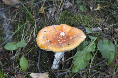 Çalının içinde zehirli bir mantar